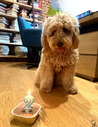 Goldendoodle, perro hipoalergénico