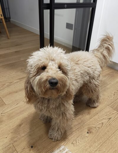 Goldendoodle perro de teeapia