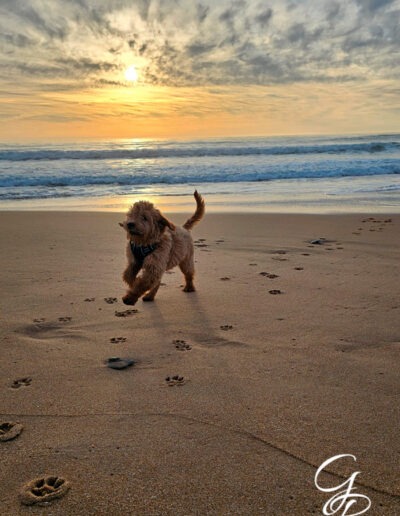 Golden Retriever, Goldendoodle