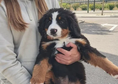 Cachorro de bernedoodle en brazos