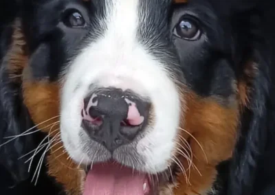 Cachorro de bernedoodle tricolor con la lengua fuera